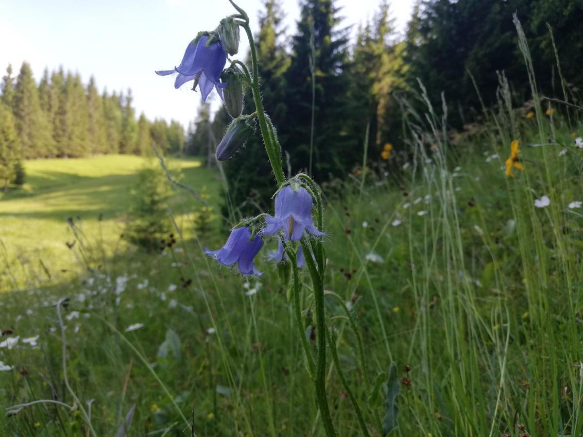 Soba Pri Bregarju Lejlighed Bohinj Eksteriør billede